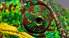 „Madagaskar – Erbe eines versunkenen Kontinents“ mit Josef Niedermeier