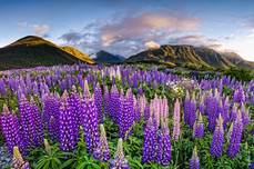 Neuseeland - „Kiwis & Co.“ mit Petra und Gerhard Zwerger-Schoner