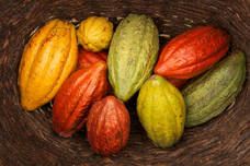 Schokoladen-Dinner - Dem Kakao auf der Spur